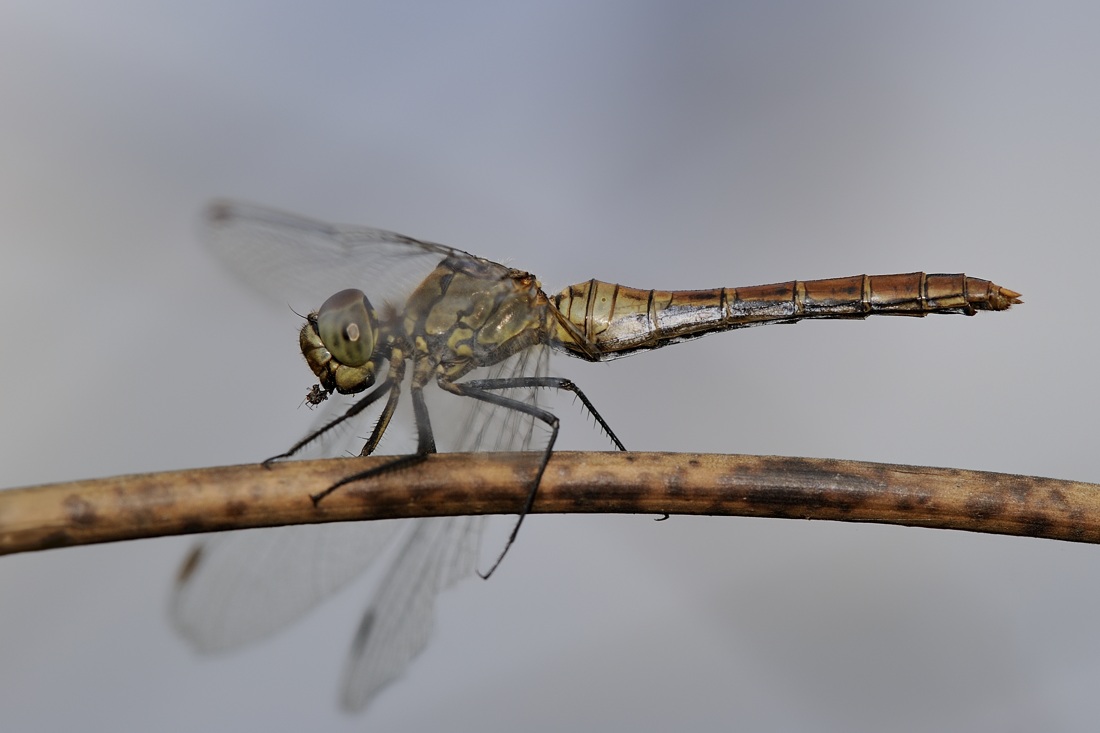 Sympetrum sanguineum femmina